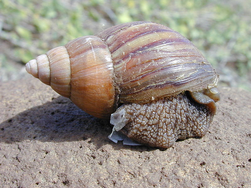 Snails